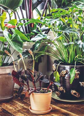 Иллюстрация к книге — Wild at home. Как превратить свой дом в зеленый рай [i_040.jpg]