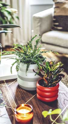 Иллюстрация к книге — Wild at home. Как превратить свой дом в зеленый рай [i_041.jpg]