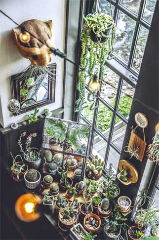 Иллюстрация к книге — Wild at home. Как превратить свой дом в зеленый рай [i_044.jpg]