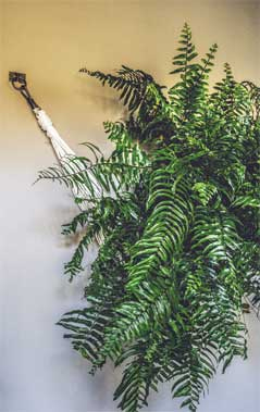 Иллюстрация к книге — Wild at home. Как превратить свой дом в зеленый рай [i_046.jpg]