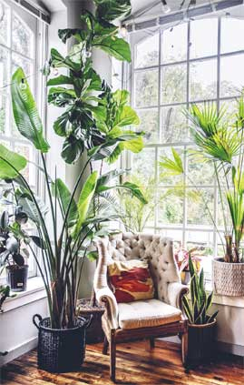 Иллюстрация к книге — Wild at home. Как превратить свой дом в зеленый рай [i_066.jpg]