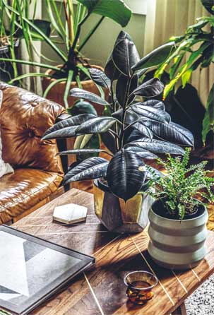 Иллюстрация к книге — Wild at home. Как превратить свой дом в зеленый рай [i_070.jpg]