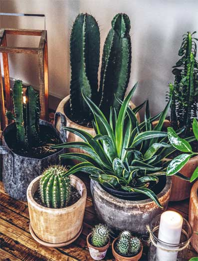 Иллюстрация к книге — Wild at home. Как превратить свой дом в зеленый рай [i_072.jpg]