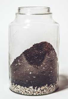 Иллюстрация к книге — Wild at home. Как превратить свой дом в зеленый рай [i_075.jpg]