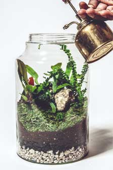 Иллюстрация к книге — Wild at home. Как превратить свой дом в зеленый рай [i_081.jpg]