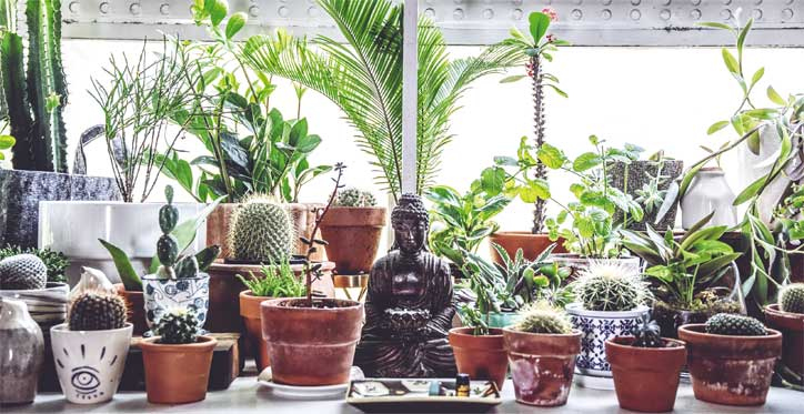 Иллюстрация к книге — Wild at home. Как превратить свой дом в зеленый рай [i_091.jpg]