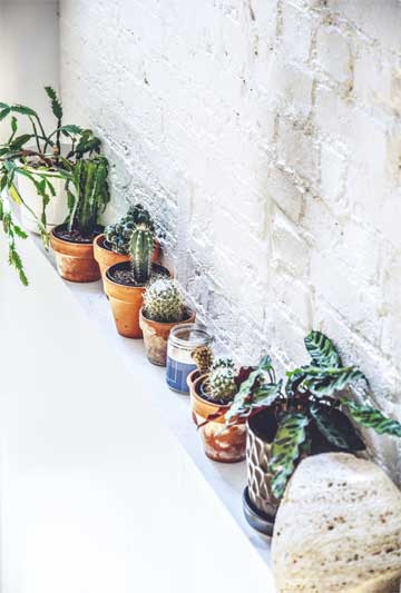 Иллюстрация к книге — Wild at home. Как превратить свой дом в зеленый рай [i_097.jpg]