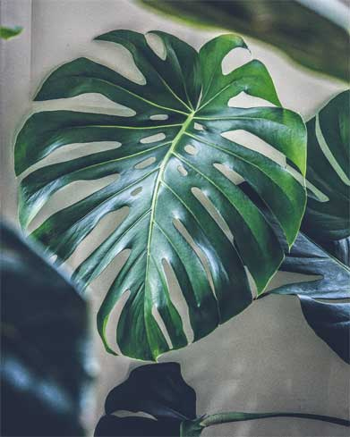 Иллюстрация к книге — Wild at home. Как превратить свой дом в зеленый рай [i_100.jpg]