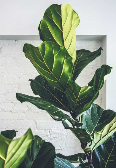 Иллюстрация к книге — Wild at home. Как превратить свой дом в зеленый рай [i_101.jpg]