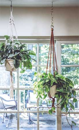 Иллюстрация к книге — Wild at home. Как превратить свой дом в зеленый рай [i_109.jpg]