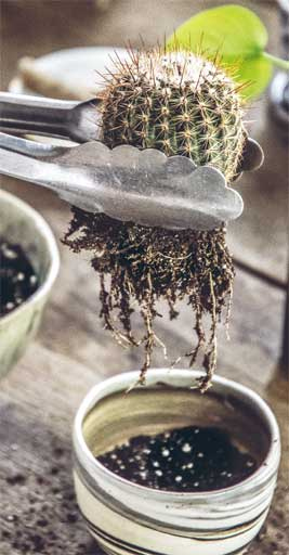 Иллюстрация к книге — Wild at home. Как превратить свой дом в зеленый рай [i_133.jpg]