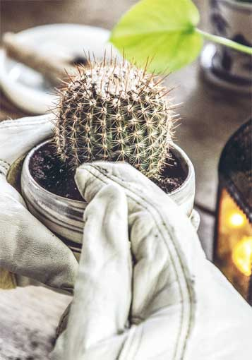 Иллюстрация к книге — Wild at home. Как превратить свой дом в зеленый рай [i_134.jpg]