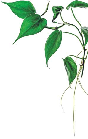 Иллюстрация к книге — Wild at home. Как превратить свой дом в зеленый рай [i_135.jpg]