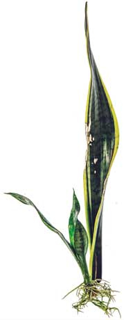 Иллюстрация к книге — Wild at home. Как превратить свой дом в зеленый рай [i_136.jpg]