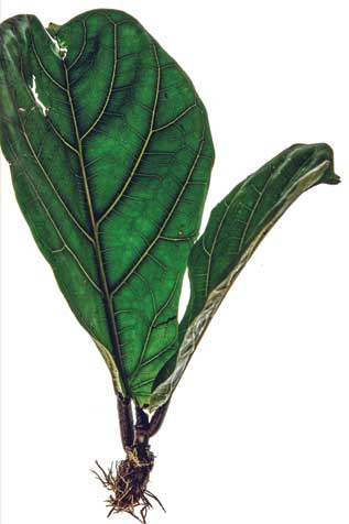 Иллюстрация к книге — Wild at home. Как превратить свой дом в зеленый рай [i_137.jpg]