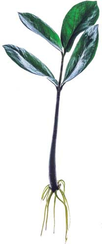 Иллюстрация к книге — Wild at home. Как превратить свой дом в зеленый рай [i_138.jpg]