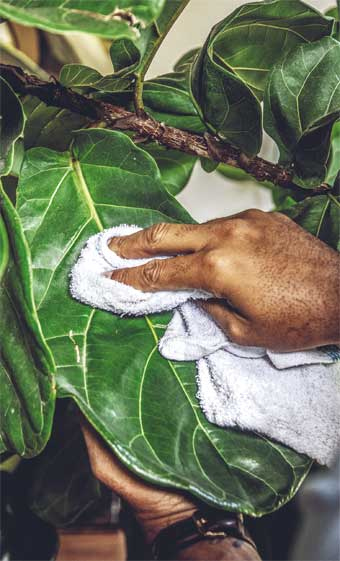 Иллюстрация к книге — Wild at home. Как превратить свой дом в зеленый рай [i_139.jpg]