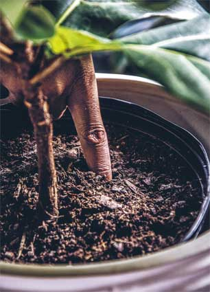 Иллюстрация к книге — Wild at home. Как превратить свой дом в зеленый рай [i_142.jpg]