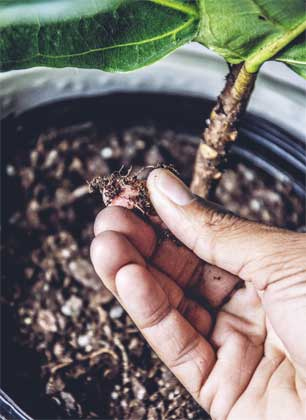 Иллюстрация к книге — Wild at home. Как превратить свой дом в зеленый рай [i_143.jpg]