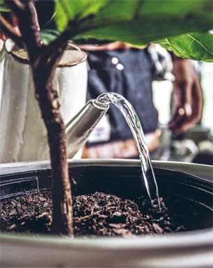 Иллюстрация к книге — Wild at home. Как превратить свой дом в зеленый рай [i_144.jpg]