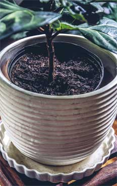 Иллюстрация к книге — Wild at home. Как превратить свой дом в зеленый рай [i_146.jpg]