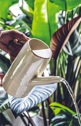 Иллюстрация к книге — Wild at home. Как превратить свой дом в зеленый рай [i_147.jpg]