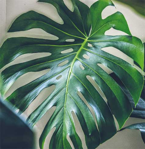 Иллюстрация к книге — Wild at home. Как превратить свой дом в зеленый рай [i_148.jpg]