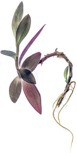 Иллюстрация к книге — Wild at home. Как превратить свой дом в зеленый рай [i_149.jpg]