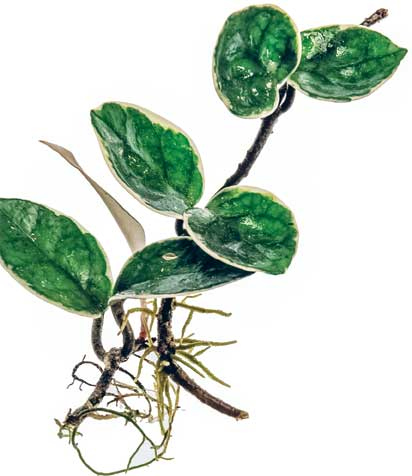 Иллюстрация к книге — Wild at home. Как превратить свой дом в зеленый рай [i_150.jpg]