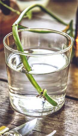 Иллюстрация к книге — Wild at home. Как превратить свой дом в зеленый рай [i_155.jpg]