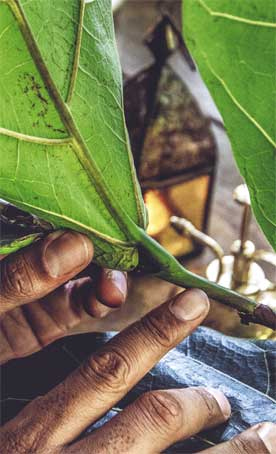 Иллюстрация к книге — Wild at home. Как превратить свой дом в зеленый рай [i_156.jpg]