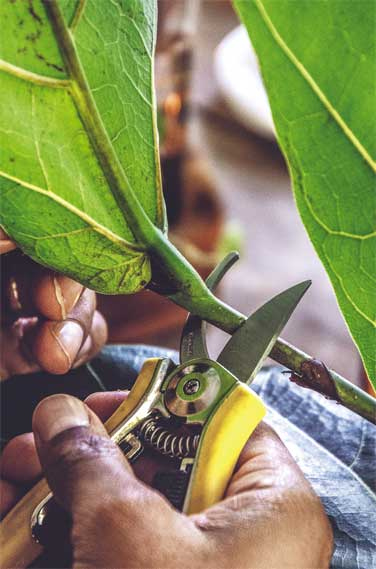 Иллюстрация к книге — Wild at home. Как превратить свой дом в зеленый рай [i_157.jpg]