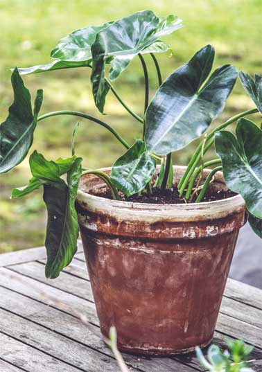 Иллюстрация к книге — Wild at home. Как превратить свой дом в зеленый рай [i_165.jpg]