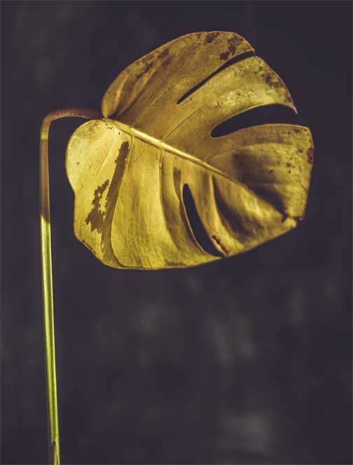 Иллюстрация к книге — Wild at home. Как превратить свой дом в зеленый рай [i_166.jpg]