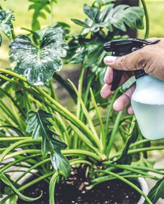 Иллюстрация к книге — Wild at home. Как превратить свой дом в зеленый рай [i_169.jpg]