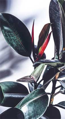 Иллюстрация к книге — Wild at home. Как превратить свой дом в зеленый рай [i_175.jpg]