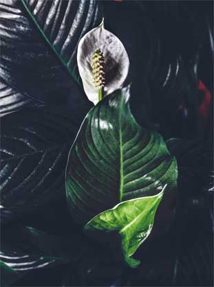 Иллюстрация к книге — Wild at home. Как превратить свой дом в зеленый рай [i_180.jpg]