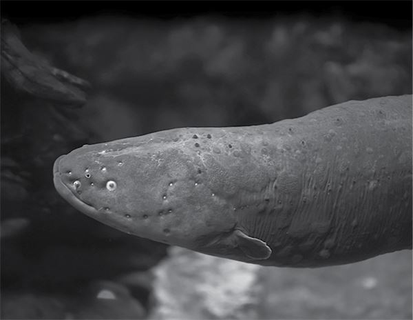 Иллюстрация к книге — 99 секретов физики [i_021.jpg]