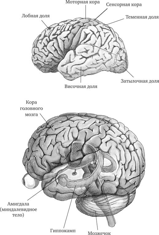 Иллюстрация к книге — Семь грехов памяти. Как наш мозг нас обманывает [i_001.jpg]