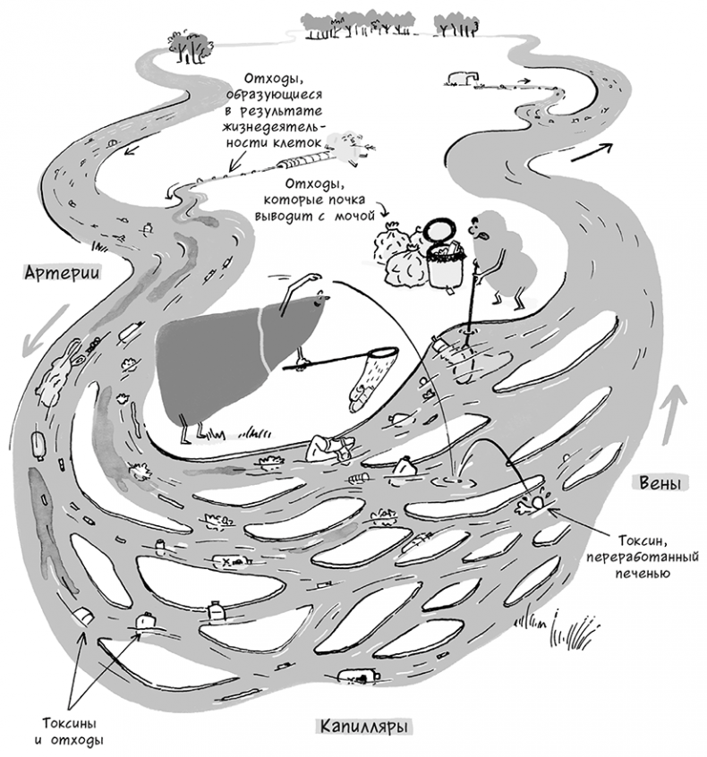 Иллюстрация к книге — Необыкновенные способности почки. Как сберечь здоровье важнейших органов надолго [i_006.jpg]