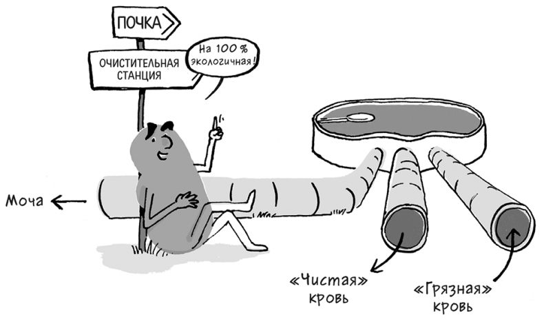 Иллюстрация к книге — Необыкновенные способности почки. Как сберечь здоровье важнейших органов надолго [i_008.jpg]