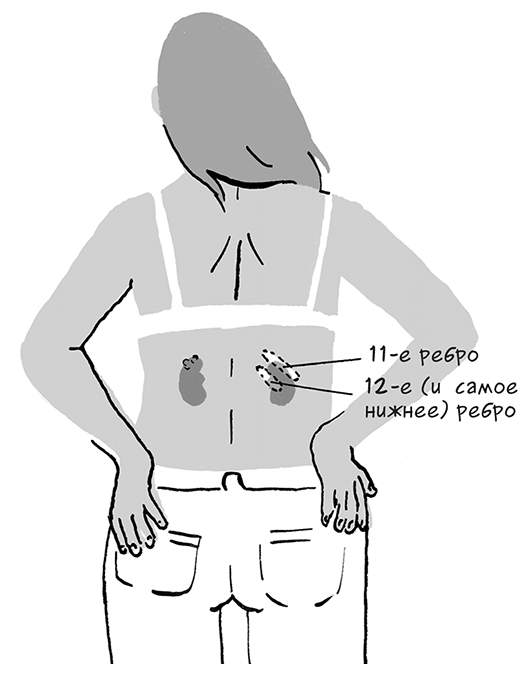 Иллюстрация к книге — Необыкновенные способности почки. Как сберечь здоровье важнейших органов надолго [i_009.jpg]