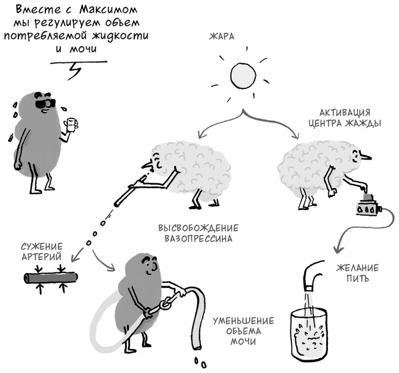 Иллюстрация к книге — Необыкновенные способности почки. Как сберечь здоровье важнейших органов надолго [i_044.jpg]
