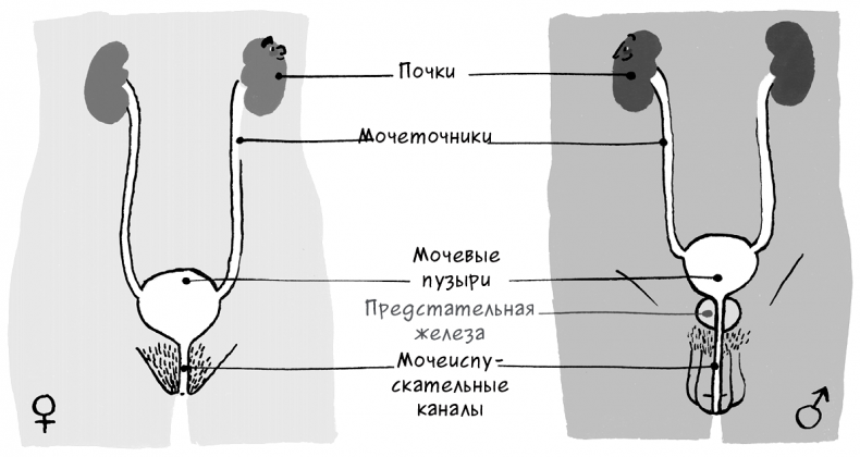 Иллюстрация к книге — Необыкновенные способности почки. Как сберечь здоровье важнейших органов надолго [i_051.jpg]