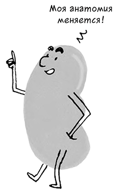 Иллюстрация к книге — Необыкновенные способности почки. Как сберечь здоровье важнейших органов надолго [i_058.jpg]