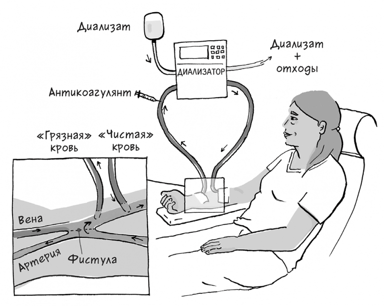 Иллюстрация к книге — Необыкновенные способности почки. Как сберечь здоровье важнейших органов надолго [i_064.jpg]