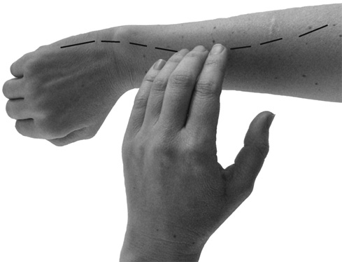 Иллюстрация к книге — Большой самоучитель исцеляющих точек. Подробный атлас, приемы и упражнения [i_004.jpg]