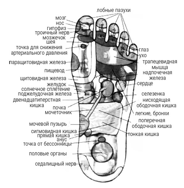 Иллюстрация к книге — Большой самоучитель исцеляющих точек. Подробный атлас, приемы и упражнения [i_022.jpg]