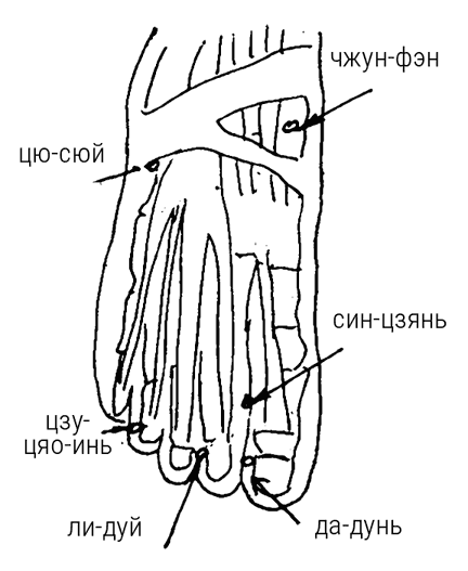 Иллюстрация к книге — Большой самоучитель исцеляющих точек. Подробный атлас, приемы и упражнения [i_028.jpg]