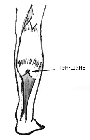 Иллюстрация к книге — Большой самоучитель исцеляющих точек. Подробный атлас, приемы и упражнения [i_031.jpg]